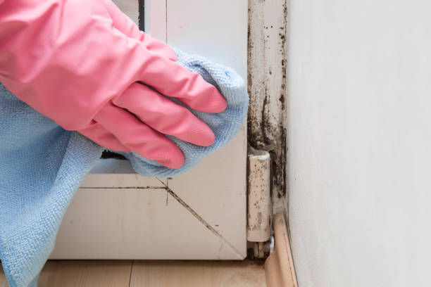 Best Commercial Mold Remediation in Guthrie, KY